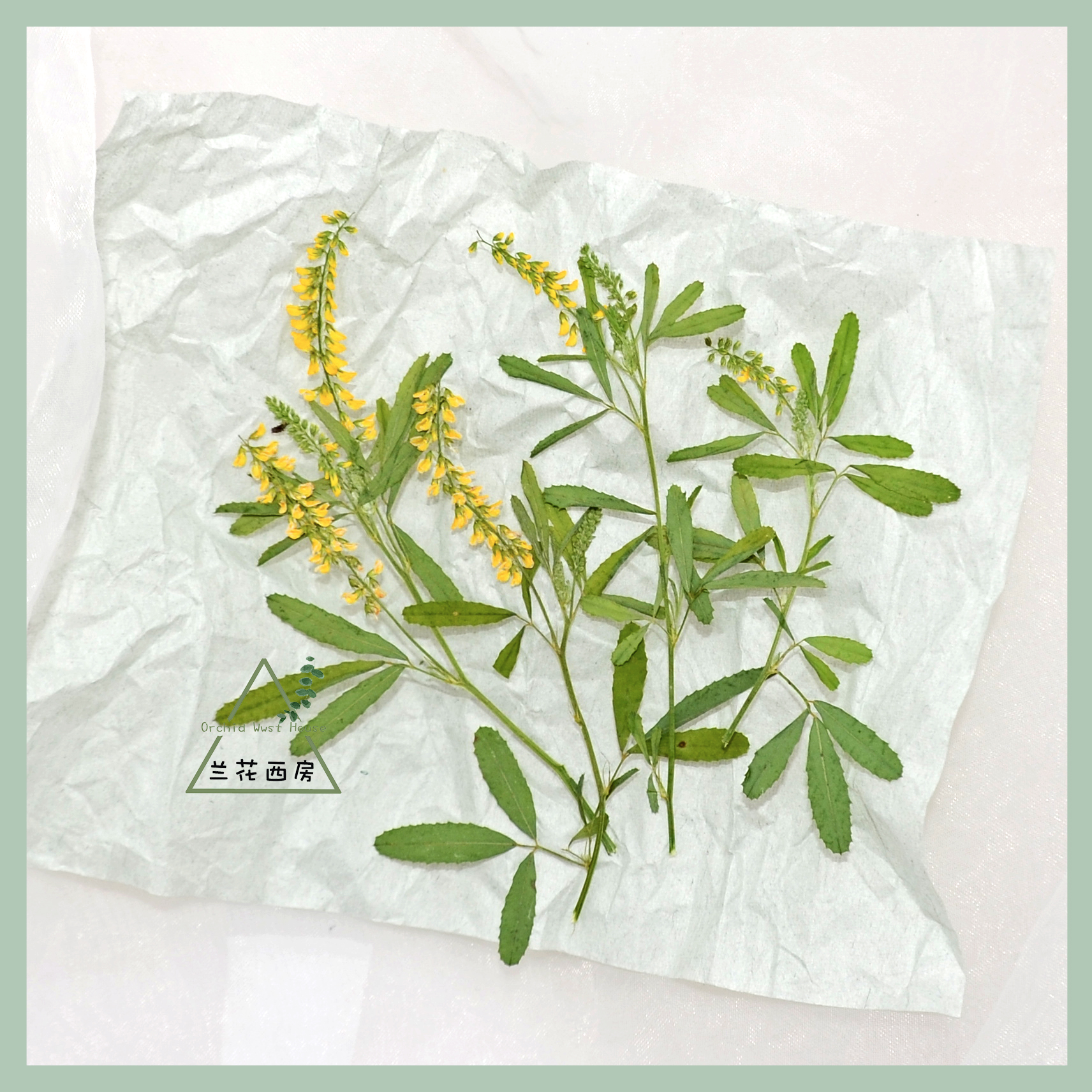 草木樨天然干花压花植物标本