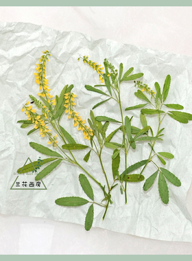 带枝草木樨天然干花压花 黄色花朵UV胶耳钉吊坠相框书签台灯DIY