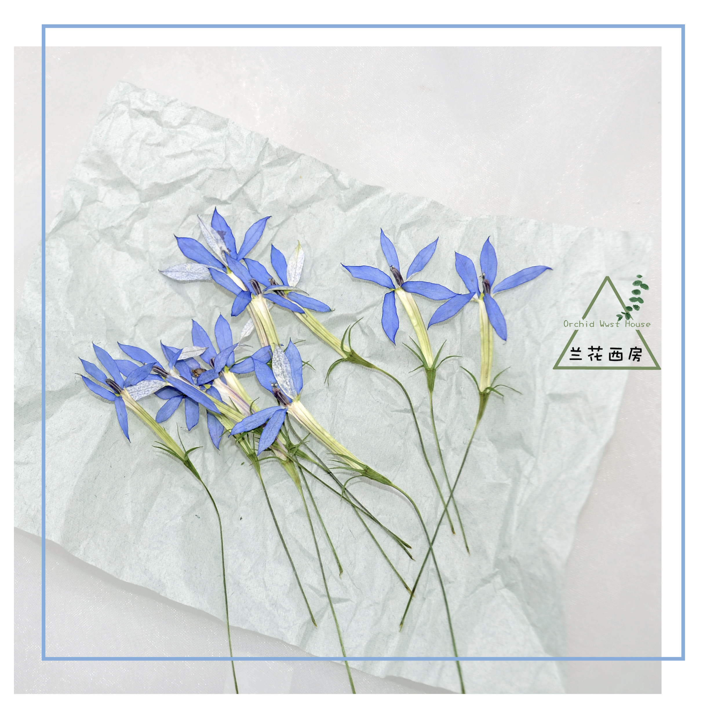 星星花干花植物标本手工diy