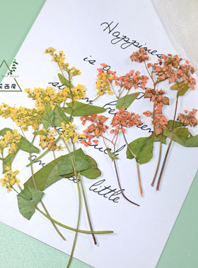 干花压花带枝荞麦花天然植物DIY