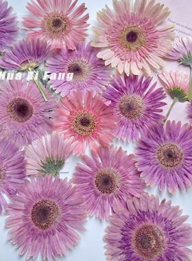 干花压花 非洲菊扶郎花紫色大花朵植物干花手机壳滴胶杯垫 相框