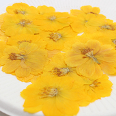 硫磺菊波斯菊干花押花压花手工滴胶手机壳相框真花干花贴脸花瓣妆