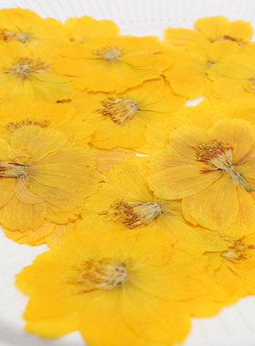 波斯菊干花压花手工相框diy