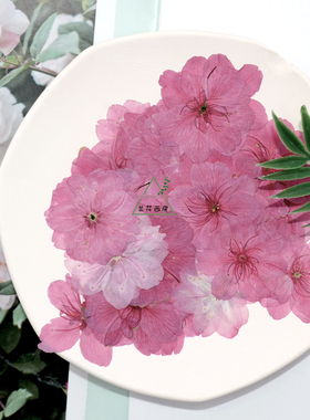 干花樱花花朵压花植物标本