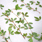 带枝关门草 天然干花压花植物标本相框书签台灯滴胶手机壳DIY押花