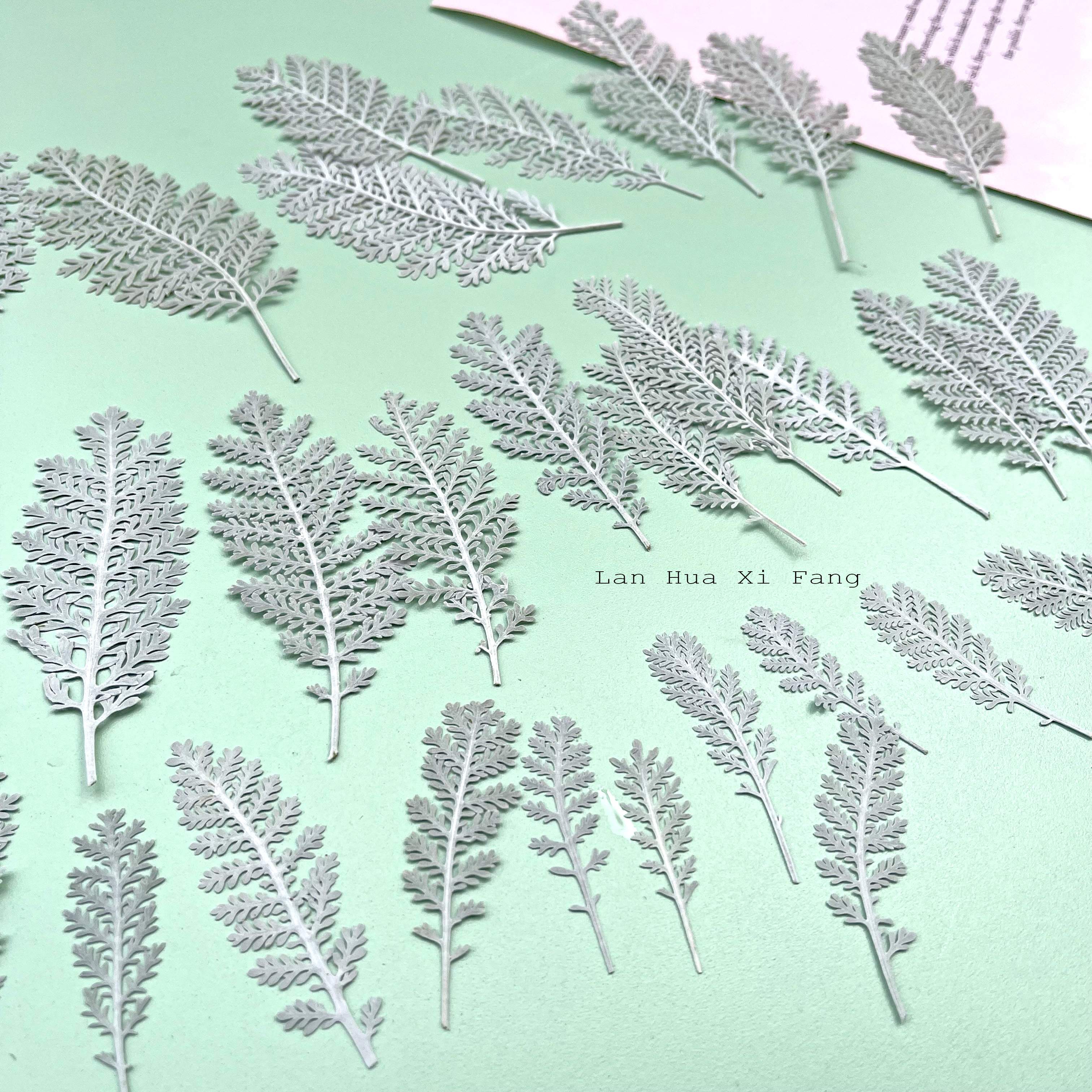 干花压花银羽叶押花天然标本