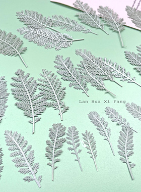 干花压花银羽叶押花真花标本手工滴胶手机壳香薰蜡烛书签相框材料