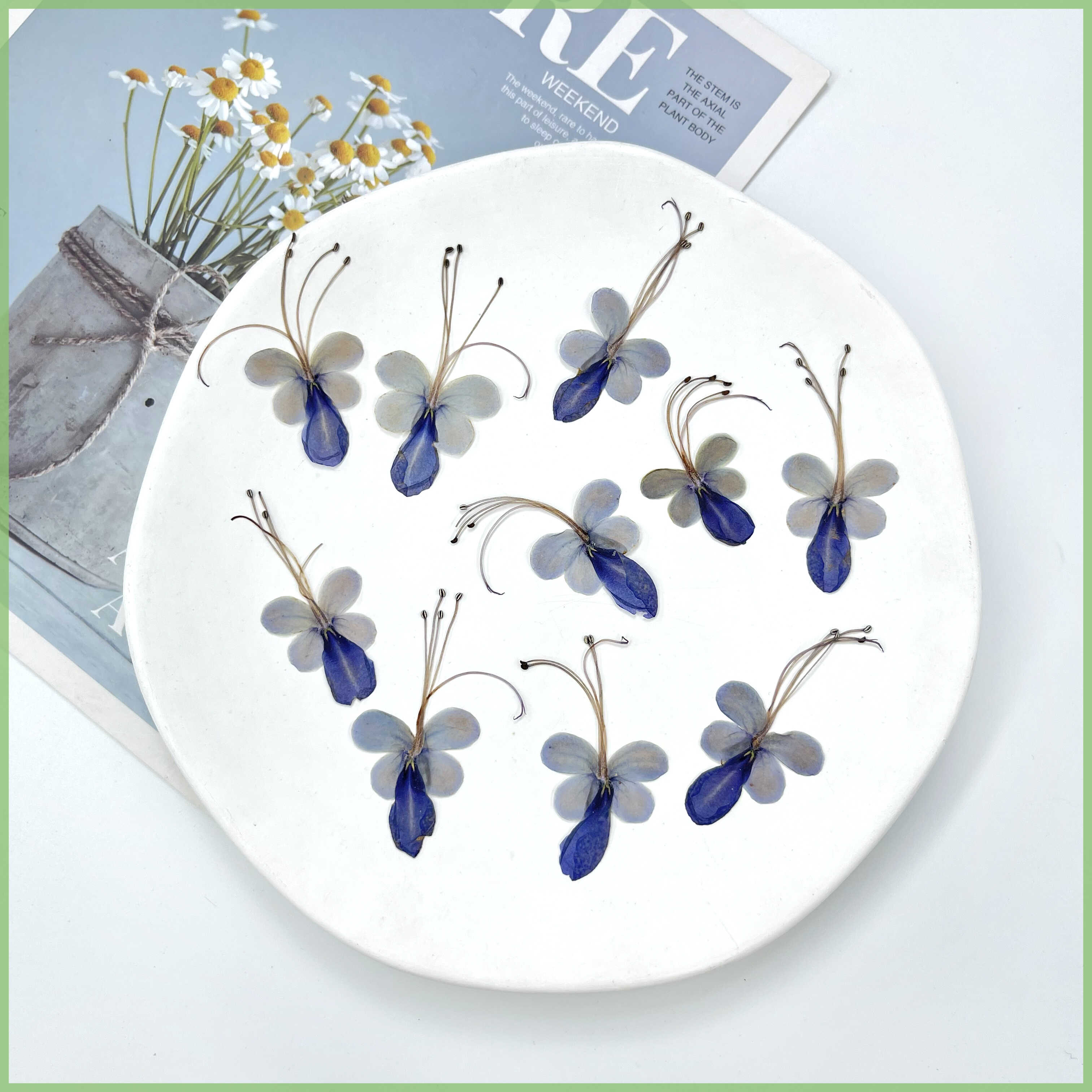 蓝色蝴蝶花天然植物标本