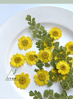 干花压花黄晶菊黄色花朵真花标本手工耳环押花国风书签相框材料