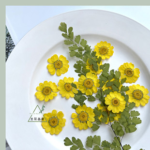 干花压花黄晶菊黄色花朵真花标本手工耳环押花国风书签相框材料