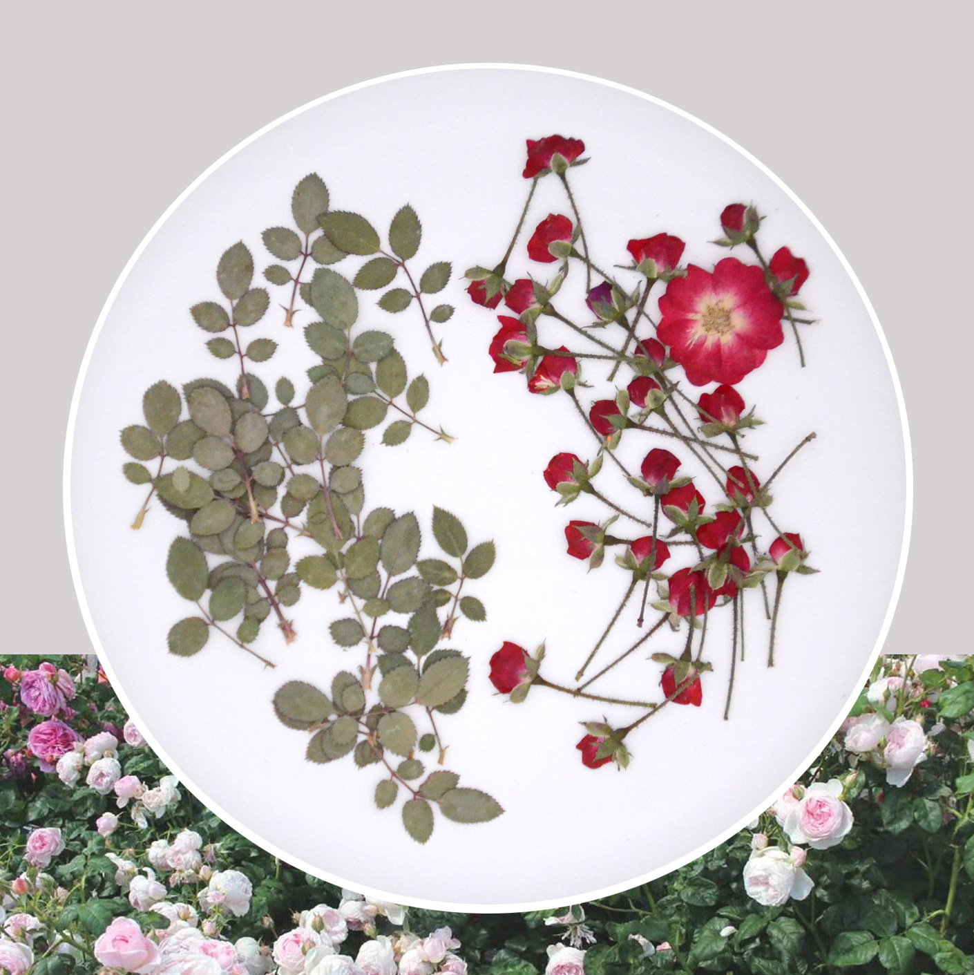 侧压带枝玫瑰花月季真花干花标本diy手工滴胶手机壳押花蜡烛相框