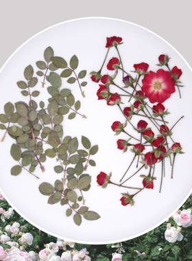 侧压玫瑰花月季真花干花标本押花