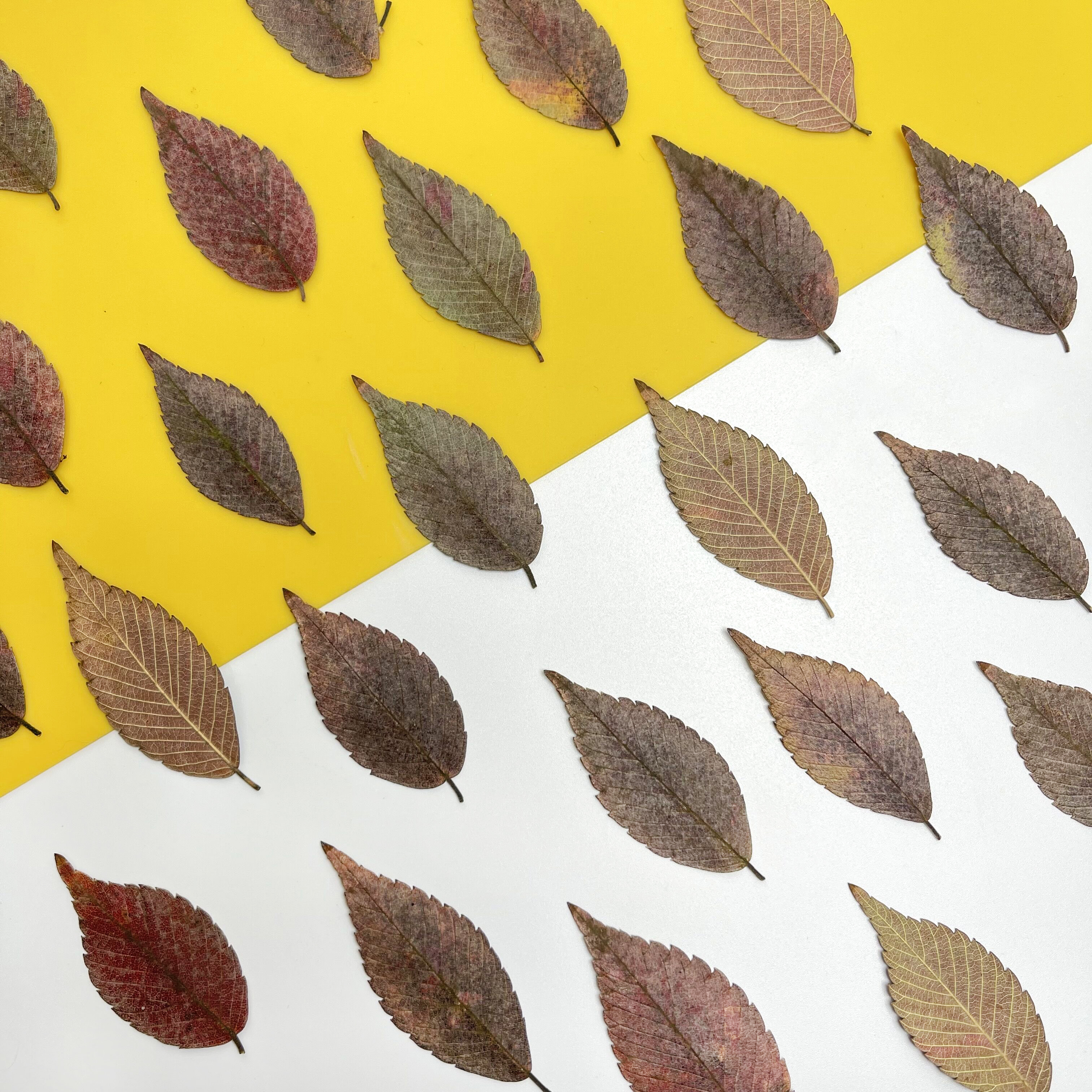 榉树叶天然标本书签相框滴胶diy