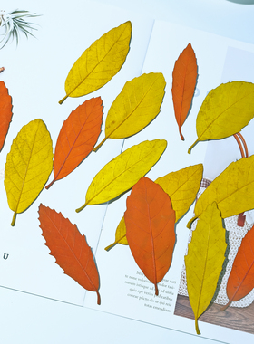 干花真树叶标本秋色黄色树叶书签粘贴画手工diy叶子天然干树叶片