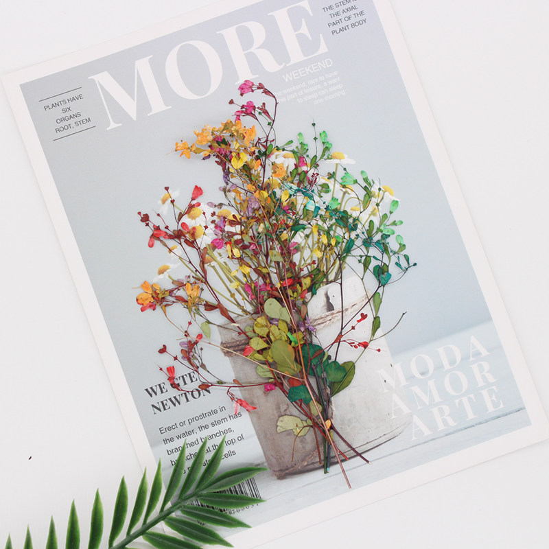 唐松芽干花压花植物标本 diy手工材料滴胶饰品儿童相框押花画书签