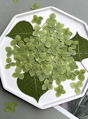 干花压花安娜绣球绿色花朵UV胶耳钉植物标本手工团扇书签相框材料