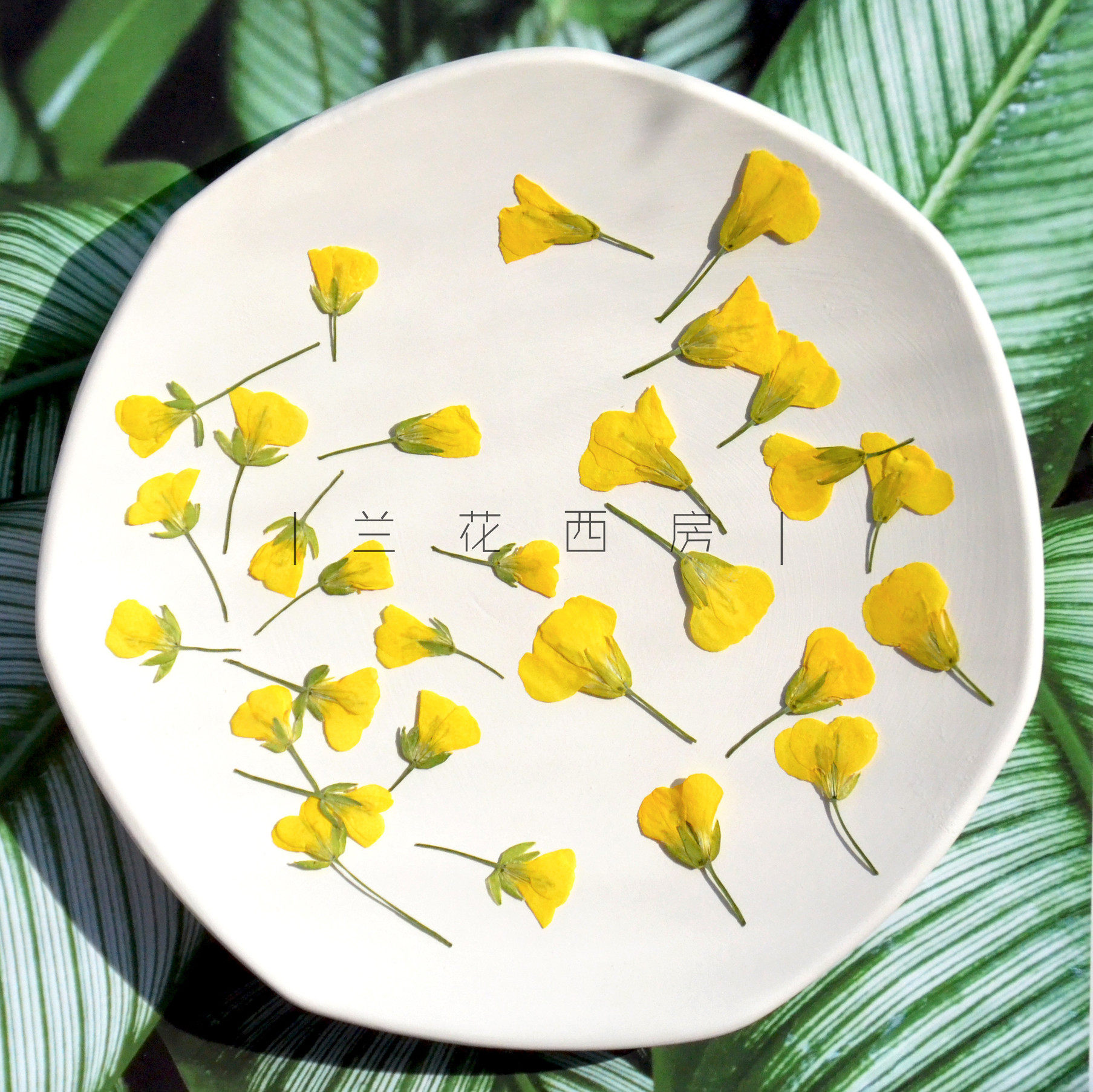 油菜花干花押花植物标本 手工diy材料滴胶干花手机壳儿童教学书签