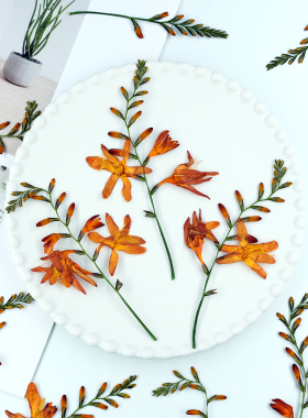 火焰兰雄黄兰干花标本相框diy