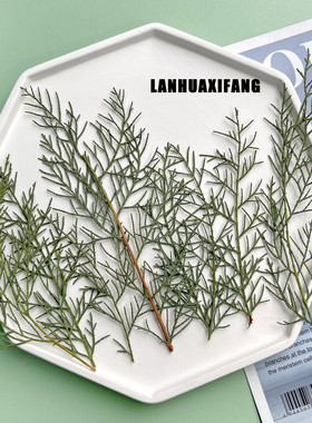 干花压花 扁柏叶绿色常见叶子植物标本台灯押花画书签贴画手工diy
