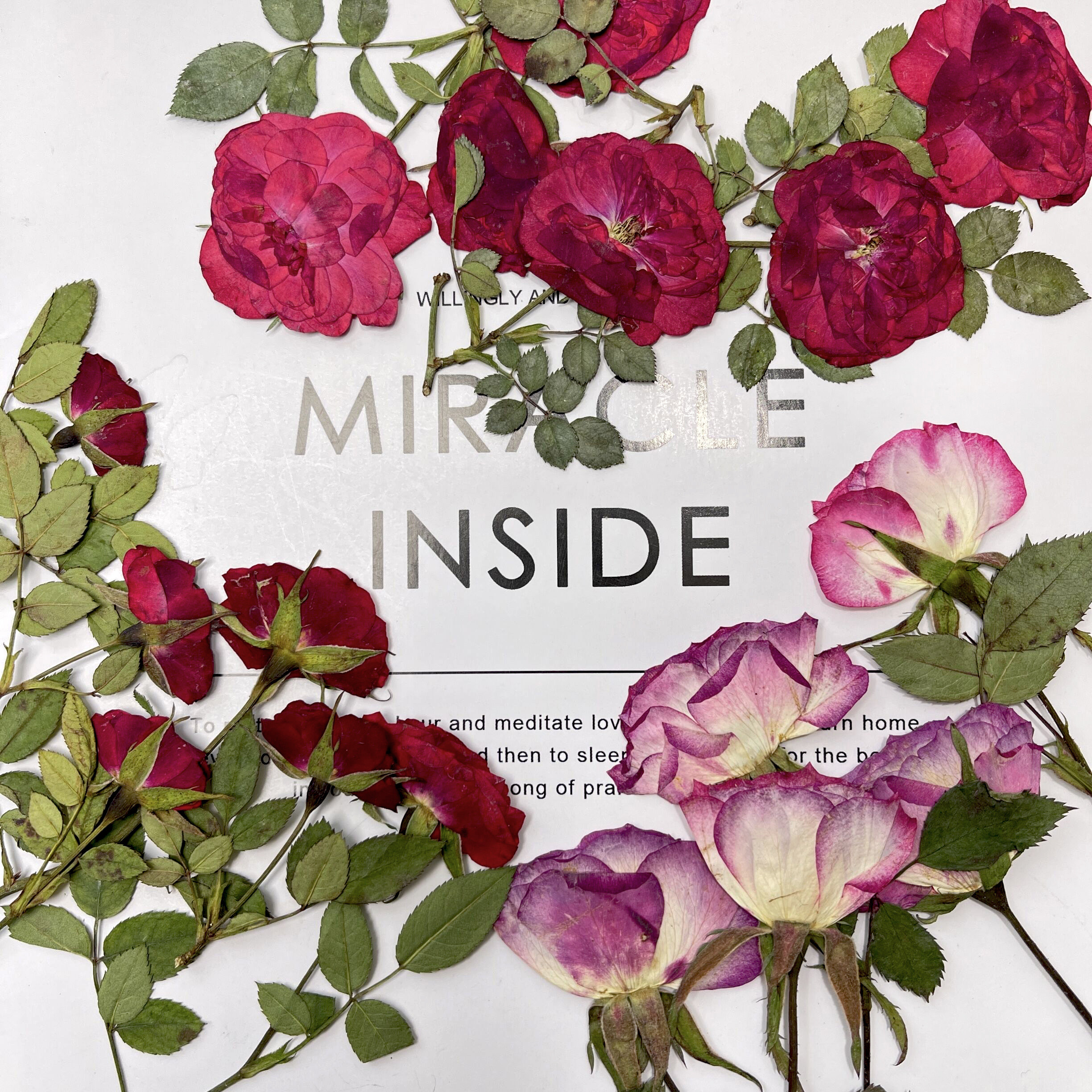 带枝玫瑰干花押花月季真花植物标本 香薰蜡烛台灯罩相框手机壳diy