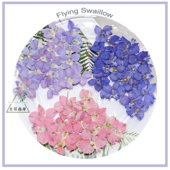 千鸟花飞燕花 饰 干花押花植物标本滴胶手机壳儿童贴画真花脸部装