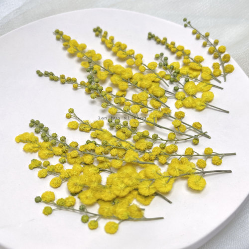 金合欢天然干花标本手工diy