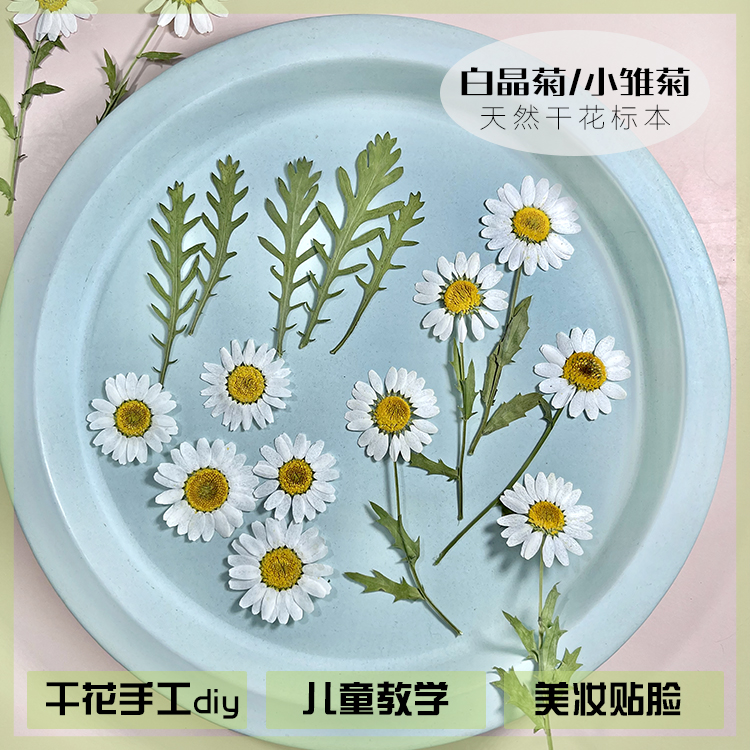 小雏菊天然标本兰花西房