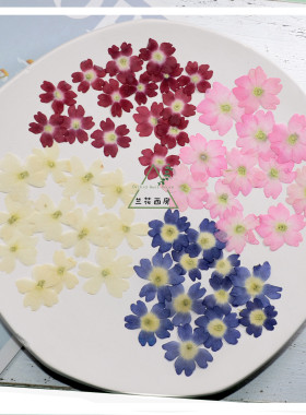 美女樱 干花压花标本滴胶手机壳美甲贴脸妆相框书签儿童手工diy