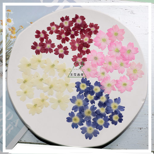 美女樱动漫风真花标本手工diy