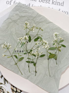 干花压花禾叶大戟飘雪标本白色小花 滴胶UV胶耳钉干花项链杯垫