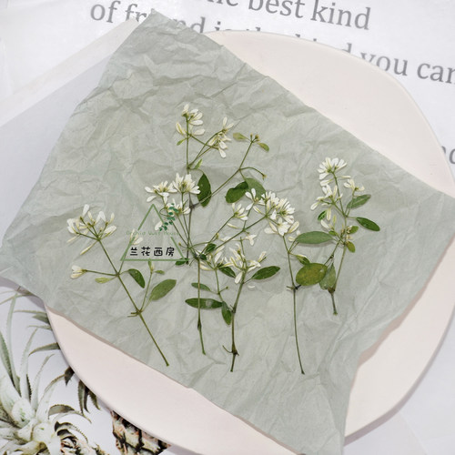 禾叶大戟小花枝干花滴胶diy