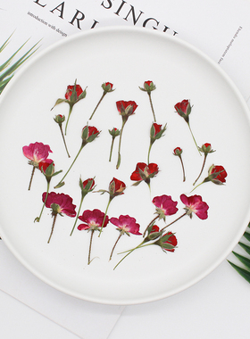 玫瑰花月季真花干花标本相框diy