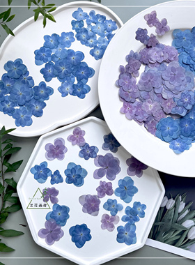 干花压花重瓣绣球花押花蓝色真花标本手工滴胶手机壳DIY书签相框