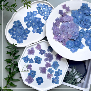 干花压花重瓣绣球花押花蓝色真花标本手工滴胶手机壳DIY书签相框