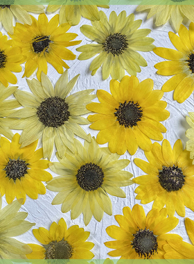 干花DIY压花向日葵太阳花  黄色花朵真花滴胶杯垫押花画台灯相框