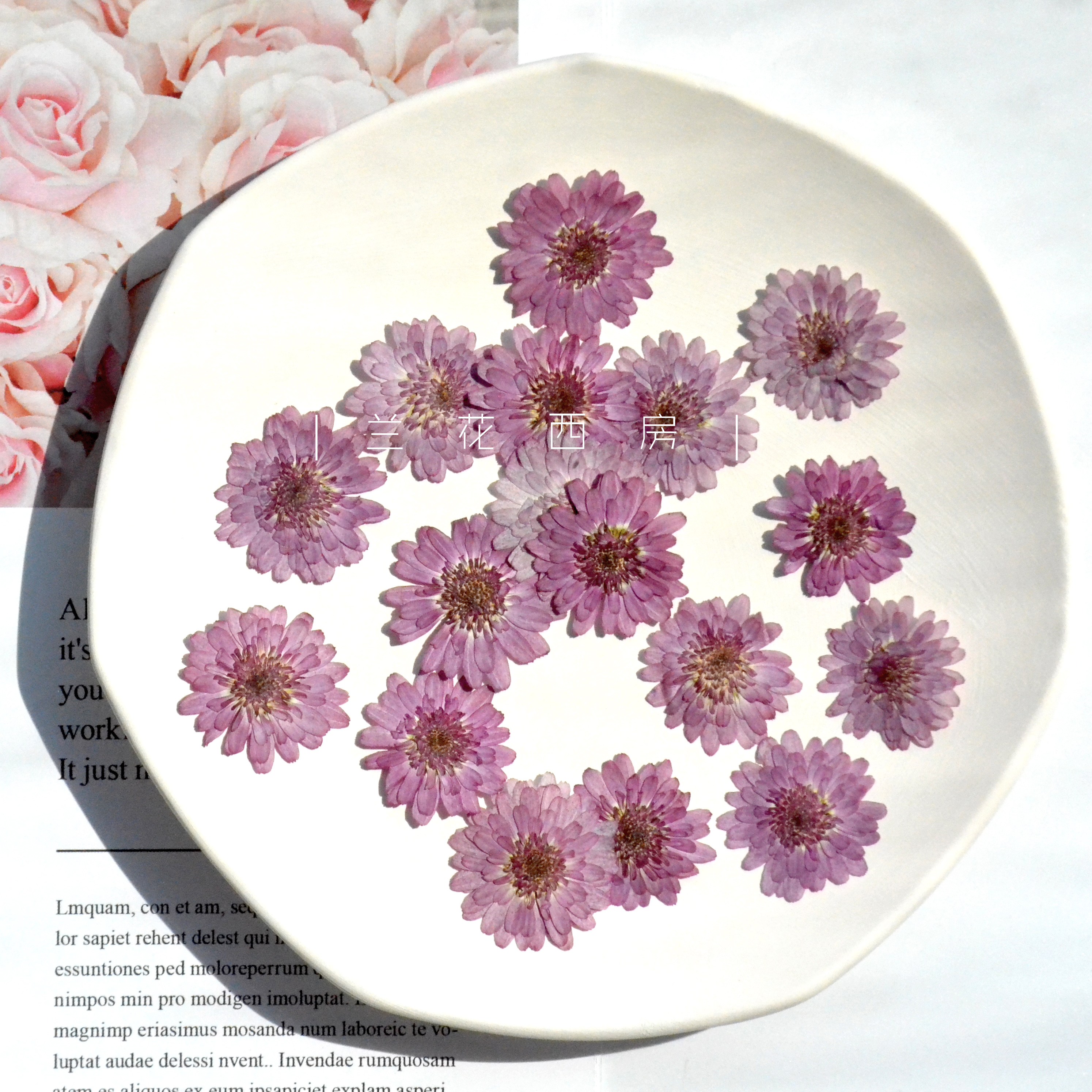 小紫菊干花押花植物标本