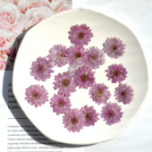 小紫菊干花押花植物标本 真花相框台灯滴胶干花手机壳diy手工材料