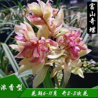 兰花苗四季建兰富山奇蝶奇花浓香夏带花室内桌面好养绿植花卉盆栽