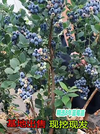 蓝莓果苗蓝莓树苗大果带土南方北方种植特大盆栽地栽兔眼四季果树