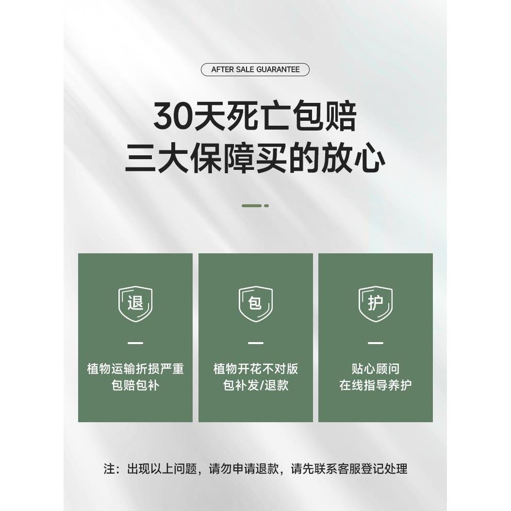 龟背竹大型盆栽绿植室内客厅吸甲醛净化空气四季常青大叶水培植物 个人护理/保健/按摩器材 美发/烫发/染发器（梳） 原图主图