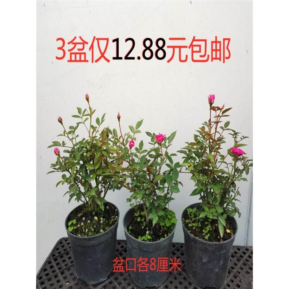 姬月季日本姬乙女四季开花迷你微月季盆栽阳台桌面绿植花卉带花苞