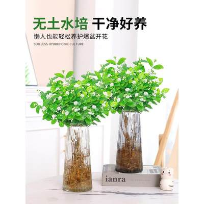 茉莉花水培植物盆栽客厅办公室内桌面好养鲜花绿植水养花卉四季开