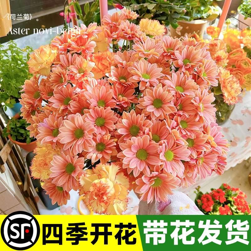 菊花盆栽带花苞荷兰菊花苗花卉四季开花室内庭院阳台绿植物千头菊