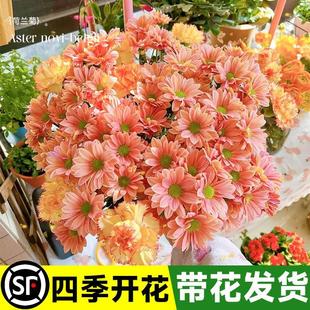 菊花盆栽带花苞荷兰菊花苗花卉四季 开花室内庭院阳台绿植物千头菊