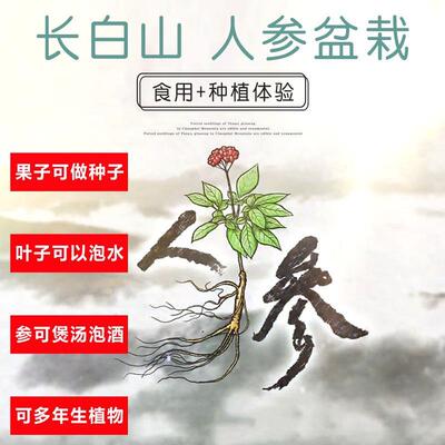 人参苗  种苗带土室内种植盆景植物野山参种子长白山新鲜活苗