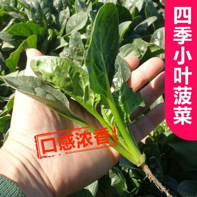 耐寒菠菜种籽农家菠菜籽种秋季冬季四季耐寒盆栽青菜种孑菠菜种子