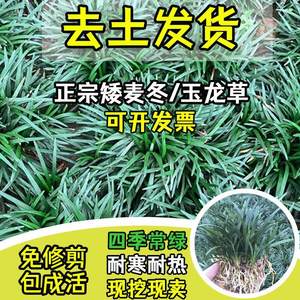 日本矮麦冬草苗耐寒别墅庭院草坪绿化地被花镜植物金边细叶玉龙草