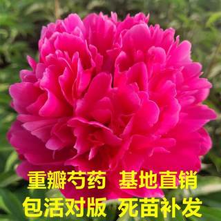 芍药花苗抗寒易活盆栽根块带芽菏泽重瓣大花四季花卉室内庭院植物