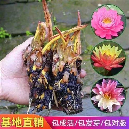 香水睡莲花鱼缸睡莲根块带花苞四季盆栽水培植物庭院大小睡莲花苗