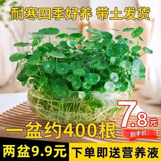 铜钱草水培盆栽植物带叶室内客厅桌面小绿植花卉水养鱼缸金钱草籽